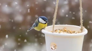 Arrêtez de jeter ce pot en plastique : les oiseaux en raffolent surtout en hiver