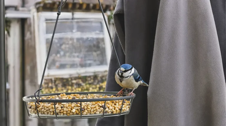 Attention, vos oiseaux sont en danger : pourquoi glisser un savon dans une chaussette peut les sauver Attention, vos oiseaux sont en danger : pourquoi glisser un savon dans une chaussette peut les sauver