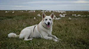 Chiens de protection de troupeaux : une formation inédite dans la Manche pour faire face au loup