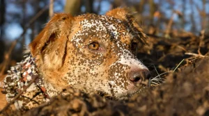 Coincée dans un terrier de blaireau en pleine battue, une chienne de chasse sauvée in extremis