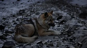 Guerre en Ukraine : Plus proches du loup ou du coyote ? Les chiens abandonnés sur la ligne de front changent