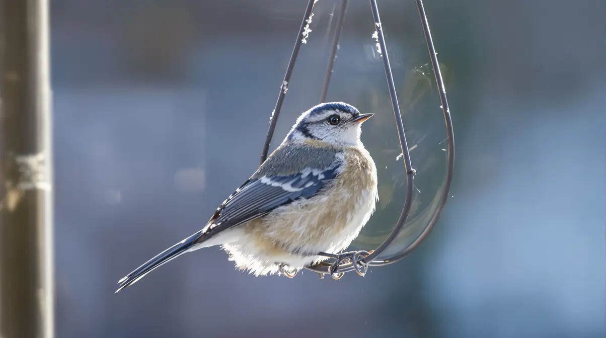 On parle souvent de nichoirs, mais rarement de cet aliment clé pour la survie des oiseaux en hiver On parle souvent de nichoirs, mais rarement de cet aliment clé pour la survie des oiseaux en hiver