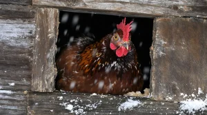 Pourquoi de plus en plus d’éleveurs installent un rideau dans leur poulailler en hiver (et ce que ça change vraiment pour la qualité de leurs œufs)