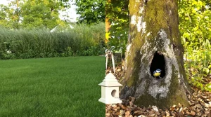 Pourquoi les mésanges désertent certains jardins pourtant « parfaits » et ce que cela révèle