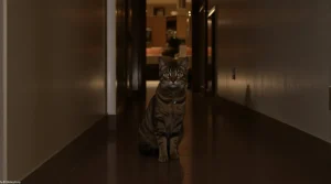 Pourquoi mon chat emmène toujours sa friandise plus loin pour la manger, et ce que ça révèle