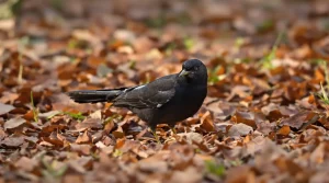 Présence d’un merle dans votre jardin : ce que cela révèle vraiment sur votre environnement