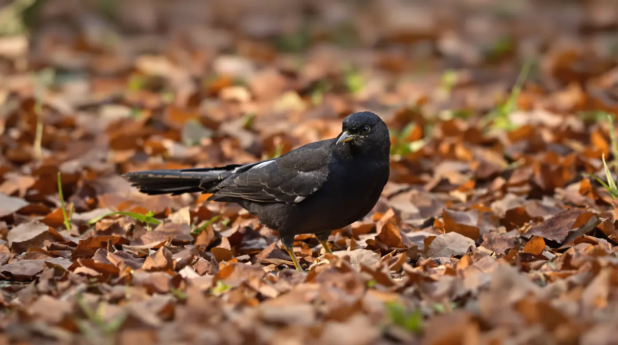 Présence d’un merle dans votre jardin : ce que cela révèle vraiment sur votre environnement Présence d’un merle dans votre jardin : ce que cela révèle vraiment sur votre environnement