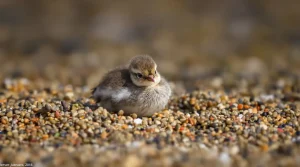 Reproduction des oiseaux en bord de Loire : périodes les plus sensibles et enjeux clés de préservation