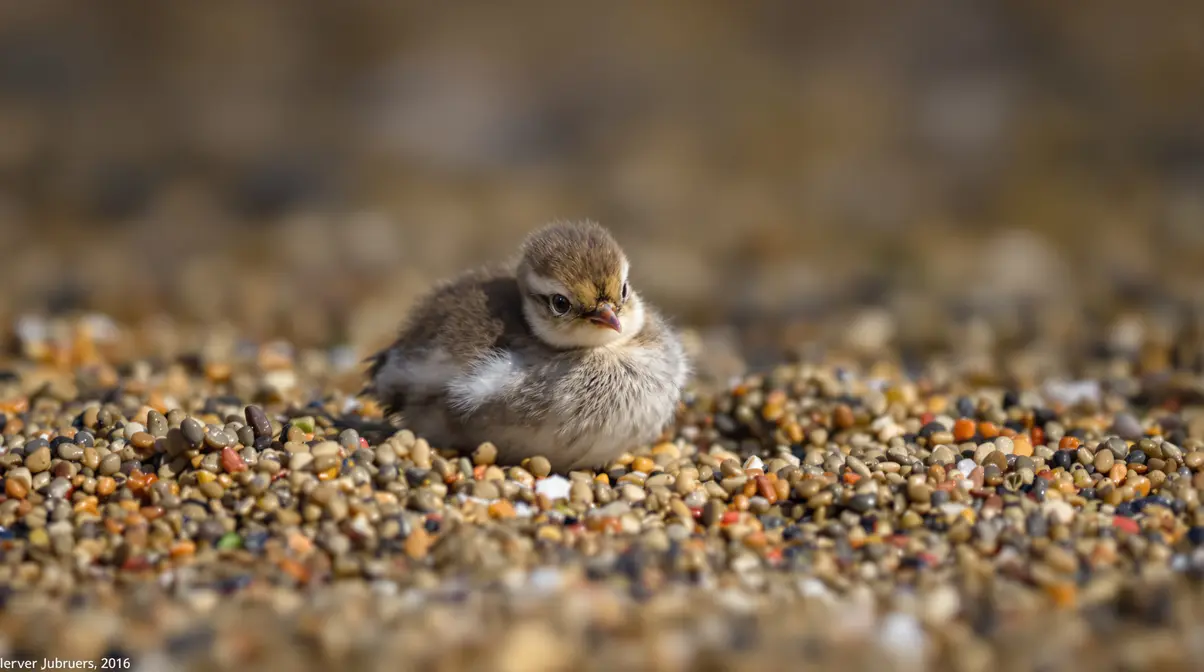 Reproduction des oiseaux en bord de Loire : périodes les plus sensibles et enjeux clés de préservation Reproduction des oiseaux en bord de Loire : périodes les plus sensibles et enjeux clés de préservation