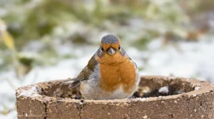 Rouges-gorges : ces deux aliments tout simples au jardin cet hiver les font revenir encore et encore chez vous