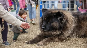 Salon de l&rsquo;Agriculture : ce Dogue du Tibet mayennais sacré champion de France vise le Concours général agricole