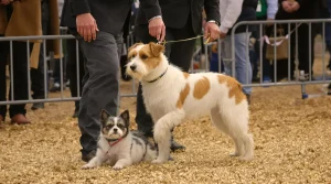 Salon de l&rsquo;agriculture : la chienne Tempête du Magny frôle le podium après une prestation remarquée