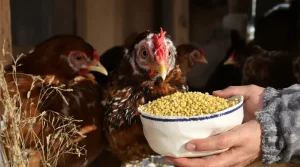 Vos poules ne pondent plus en hiver : cet ingrédient de cuisine pas cher relance la ponte en quelques jours