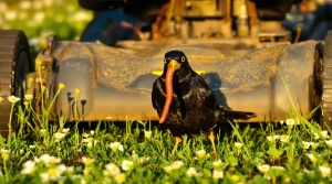 Adieu la tondeuse : si cet oiseau niche dans votre jardin, ne coupez plus votre pelouse