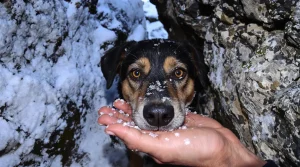 Affamé et perdu en montagne, un chien retrouvé neuf jours plus tard à 1 900 mètres d’altitude
