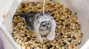 Arrêtez de jeter ce petit pot en plastique : il devient la mangeoire préférée des oiseaux cet hiver
