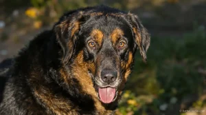Aveyron : « J’allie mes deux passions, les chiens de conduite et la sélection génétique au quotidien »