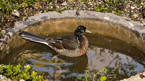 Biodiversité en danger : cet oiseau qu’on s’apprête à chasser peut encore être sauvé dans votre jardin
