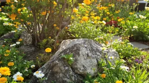 Ces 20 fleurs à planter près du romarin créent un refuge pour abeilles et oiseaux, sans aucun pesticide