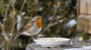 Ces 5 restes de cuisine attirent les rouges-gorges près de votre maison tout l’hiver