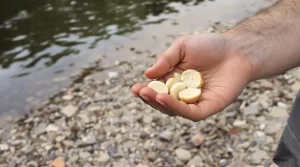 Donner du pain à ses canards : bonne ou mauvaise idée pour leur santé ?