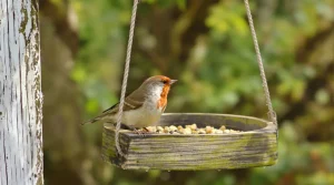 En mars, faut-il encore nourrir les oiseaux ? Les ornithologues révèlent la méthode à adopter