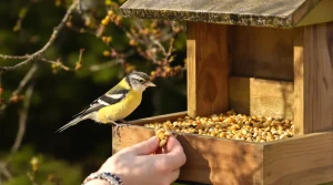 Faut-il arrêter de nourrir les oiseaux en mars ? Ce que les ornithologues révèlent vraiment