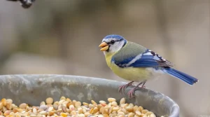 Fin de saison pour les boules de graisse et graines : faut-il encore nourrir les oiseaux du jardin ?