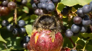 Frelon asiatique : cet arbre fruitier devient un vrai aimant à nuisibles au jardin, mieux vaut le savoir