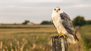 L’élanion blanc, ce rapace venu du sud dont l’essor spectaculaire redessine les oiseaux en France