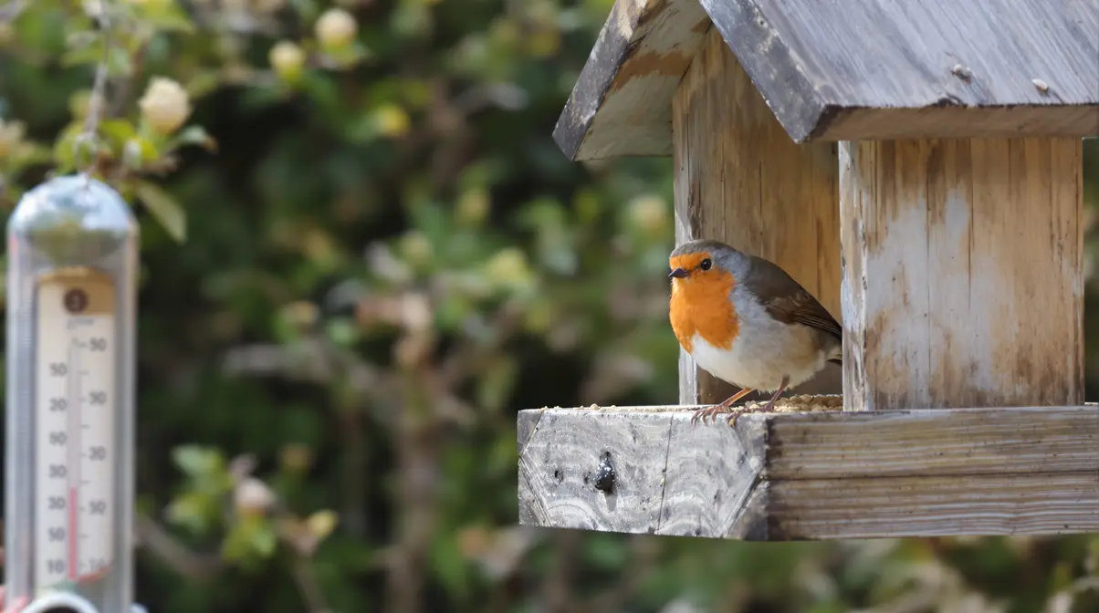 La date précise à partir de laquelle il faut réduire le nourrissage des oiseaux, voici pourquoi La date précise à partir de laquelle il faut réduire le nourrissage des oiseaux, voici pourquoi
