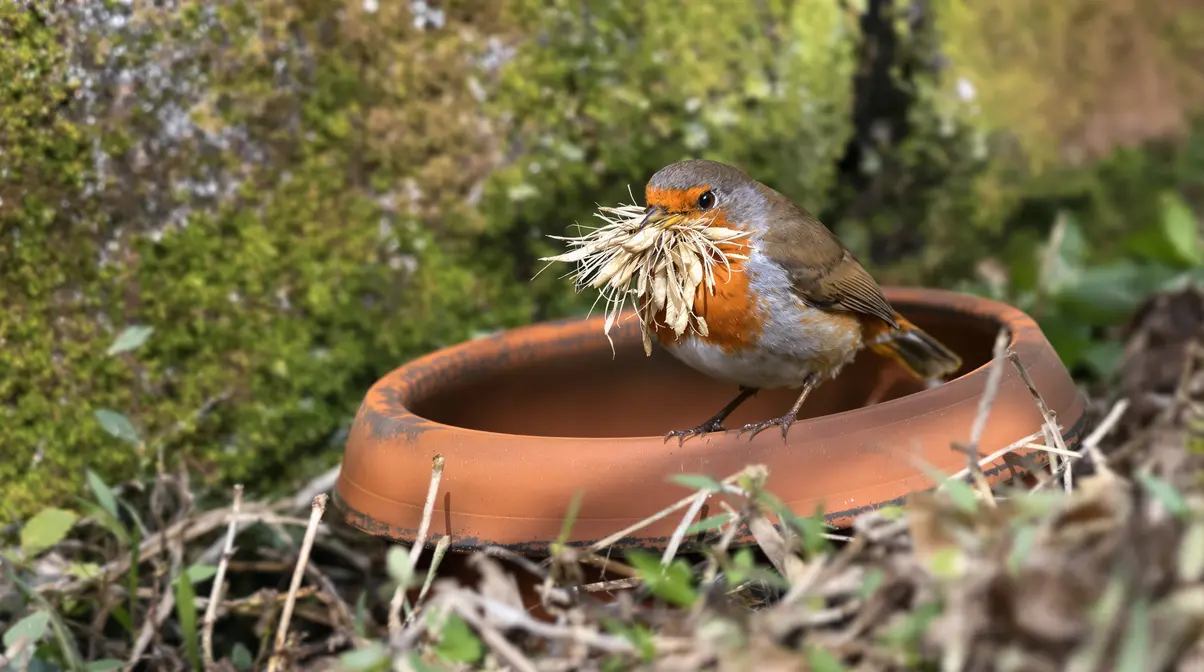 Le rouge-gorge construit son nid en mars : comment l’observer au jardin sans le déranger ? Le rouge-gorge construit son nid en mars : comment l’observer au jardin sans le déranger ?
