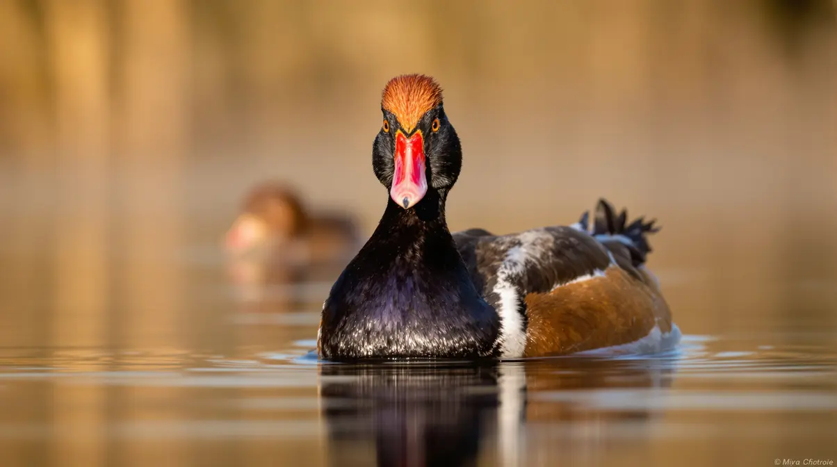 Les oiseaux de nos régions : la Nette rousse, ce canard au plumage flamboyant qui attire tous les regards Les oiseaux de nos régions : la Nette rousse, ce canard au plumage flamboyant qui attire tous les regards