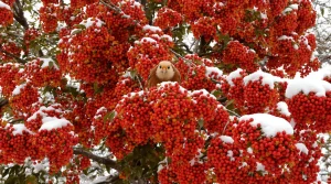 Les oiseaux raffolent de cette plante : plantez-la en mars et profitez du spectacle au jardin
