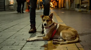 Maroc : derrière la CAN, l’extermination massive des chiens errants à cinq ans de la Coupe du monde