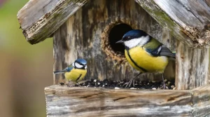 Mésange bleue ou charbonnière : comment les différencier et bien les accueillir au jardin