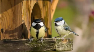 Mésange bleue ou mésange charbonnière : les différences à repérer pour ne plus les confondre