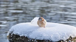 Oiseaux du jardin : quand l’eau gèle, cette astuce à 0 € leur sauve l’hiver (et dévoile un enjeu clé en station de ski)
