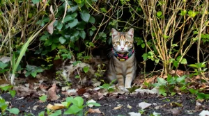 On adore les chats, mais cette astuce au jardin protège les oiseaux sans priver le félin