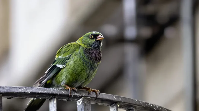 Perruches vertes : d'où viennent ces oiseaux exotiques qui ont colonisé Paris et toute l'Île-de-France ? Perruches vertes : d'où viennent ces oiseaux exotiques qui ont colonisé Paris et toute l'Île-de-France ?