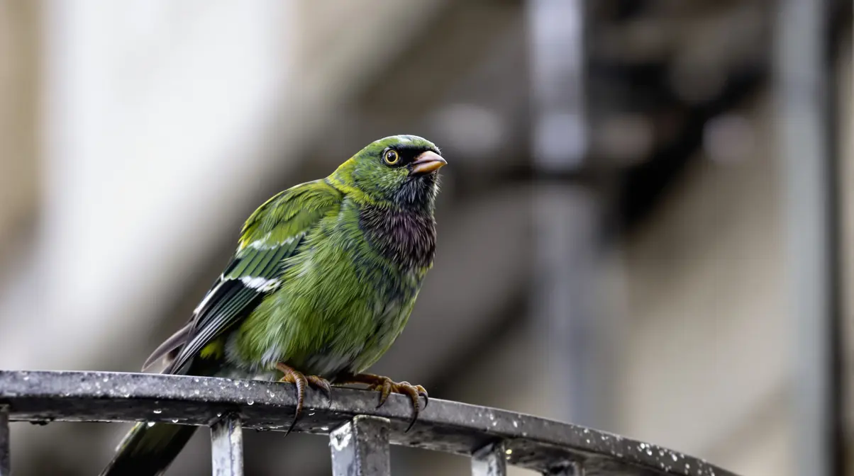 Perruches vertes : d'où viennent ces oiseaux exotiques qui ont colonisé Paris et toute l'Île-de-France ? Perruches vertes : d'où viennent ces oiseaux exotiques qui ont colonisé Paris et toute l'Île-de-France ?
