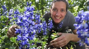 À planter maintenant : cette vivace aux fleurs bleues attire les abeilles et sublime le jardin