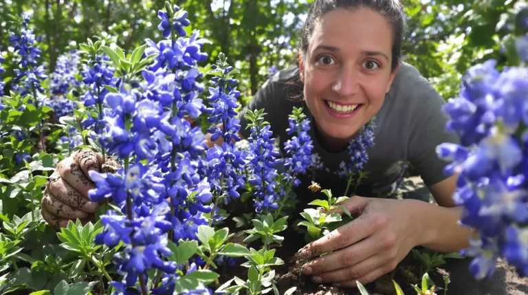 À planter maintenant : cette vivace aux fleurs bleues attire les abeilles et sublime le jardin