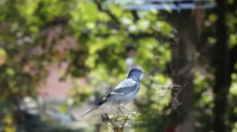 Présence de mésanges dans votre jardin : pourquoi ce signal cache un grave problème