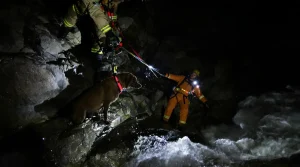 Quand une battue de chasse vire au sauvetage : la nuit agitée de Suchi, chienne perdue puis retrouvée