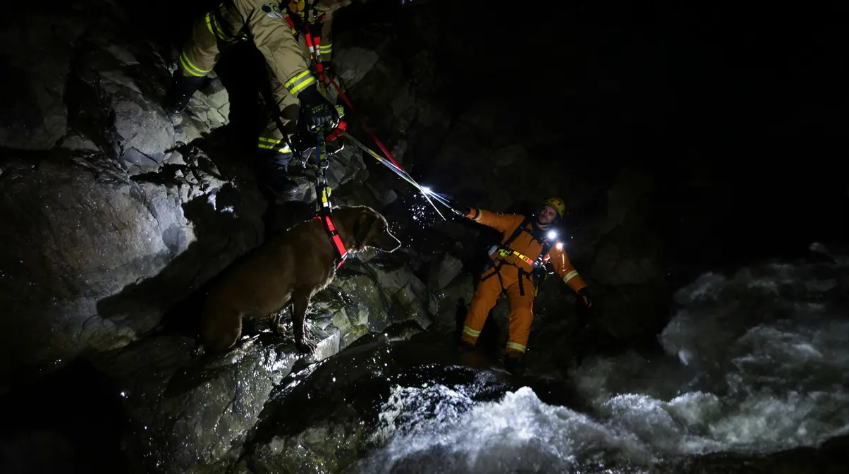 Quand une battue de chasse vire au sauvetage : la nuit agitée de Suchi, chienne perdue puis retrouvée Quand une battue de chasse vire au sauvetage : la nuit agitée de Suchi, chienne perdue puis retrouvée