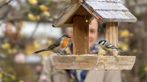 À quel moment faut‑il arrêter de nourrir les oiseaux du jardin ?