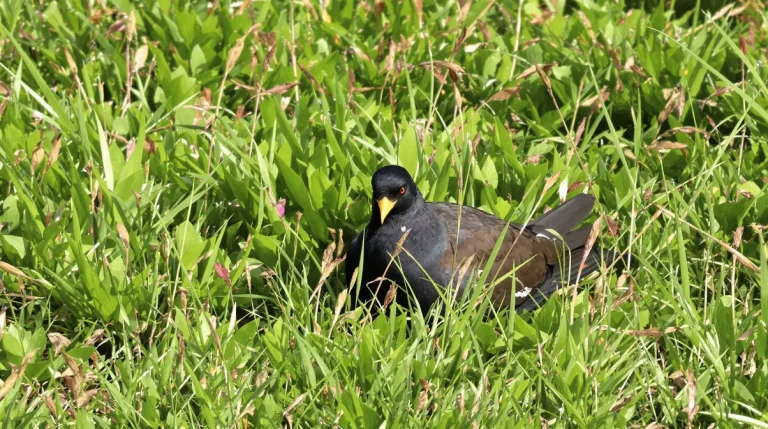 Quelle est la signification de la présence d'un merle dans votre jardin ? Voici ce que cela révèle