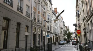 Rare en ville hier, désormais fréquent : cet oiseau majestueux s’installe hors des campagnes et offre un magnifique spectacle aux citadins