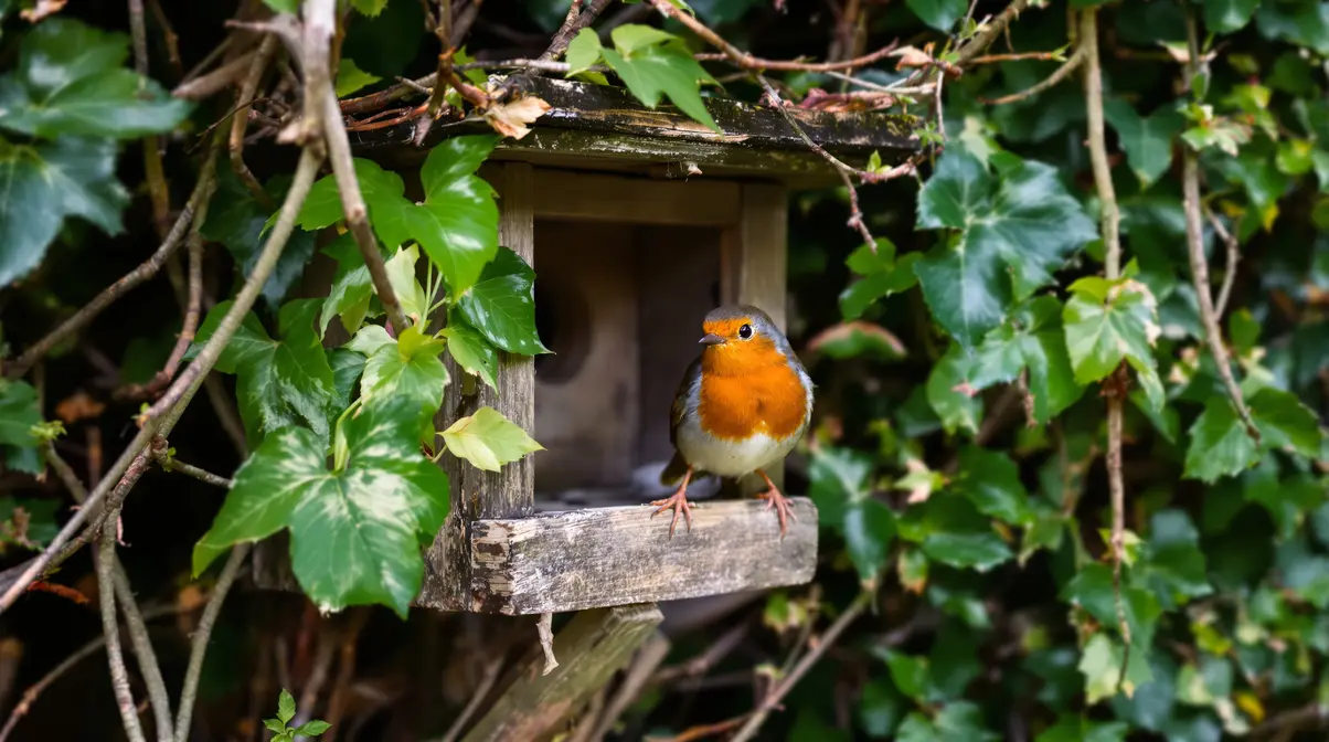 Rouge-gorge au jardin : voici l’endroit exact où installer son nichoir pour vraiment l’attirer Rouge-gorge au jardin : voici l’endroit exact où installer son nichoir pour vraiment l’attirer